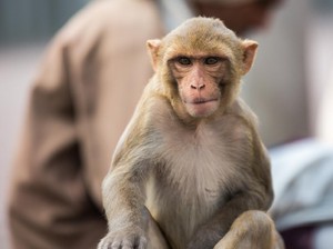 Mengerikan! Balas Dendam, Geng Monyet Bantai Puluhan Anak Anjing