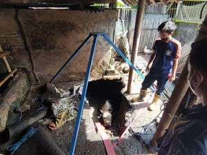 2 Sapi di Blitar Jatuh ke Septic Tank yang Ambrol