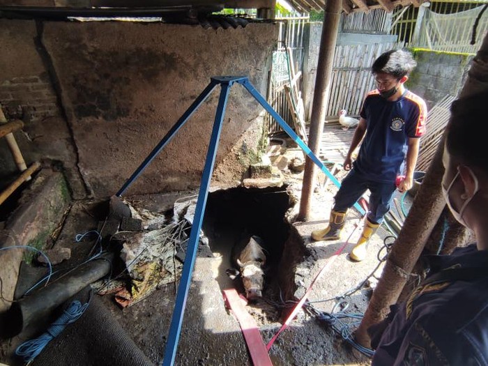 Dua sapi terjatuh ke dalam septic tank yang ambrol. Sang pemilik meminta bantuan Damkar Pemkab Blitar untuk melakukan mengevakuasi.