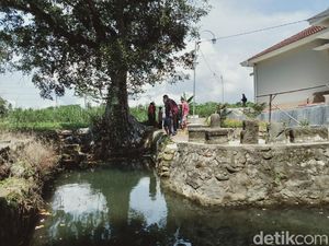 Ini Saat-saat Munculnya Kawanan Lele Tinggal Tulang di Telaga Klaten
