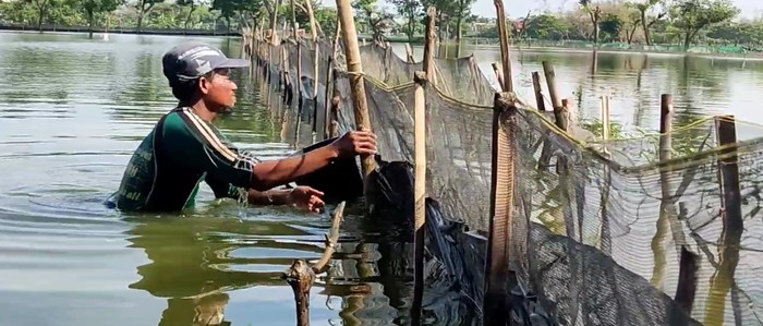 Banjir Bengawan Njero Juga Rendam Ribuan Hektar Sawah Tambak di Lamongan