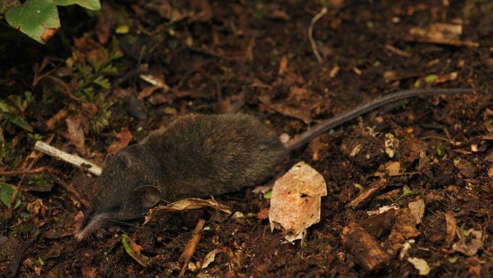 Crocidura rhoditis, salah satu jenis baru celurut yang ditemukan di Sulawesi.