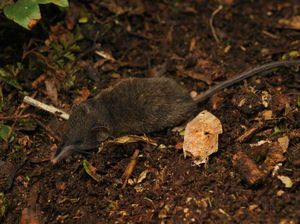 8 Cara Mengusir Curut dari Rumah, Tikus Kecil Bermata Sipit