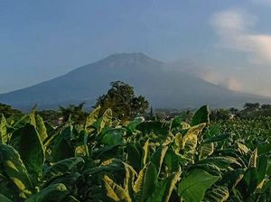 Kisah Desa Cantik Temanggung yang Populer Berkat Tembakau
