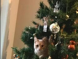 Potret Ide Pohon Natal Kreatif yang Bisa Ditiru