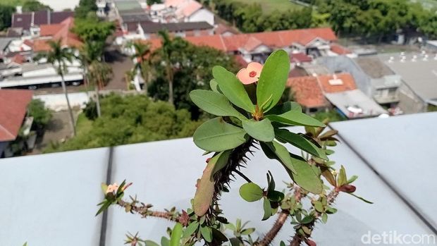 Hasil Kamera Redmi 10