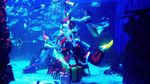 Potret Duyung, Santa Klaus dan Natal Bawah Laut