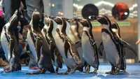 Selain itu, traveler juga bisa melihat parade burung penguin yang menggemaskan. Tentunya atraksi seru ini juga tak boleh dilewatkan (dok Jakarta Aquarium)