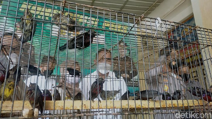 penyelundupan burung yang digagalkan di surabaya