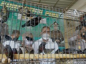 Penyelundupan 400 Burung Dilindungi dari Kalimantan ke Madiun Digagalkan