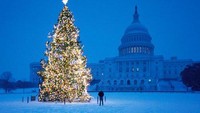 Washington DC Capitol Christmas TreeSejak tahun 1964 Washingtons Capitol telah berkomitmen untuk menanam pohon Natal hidup yang berawal dari pembibitan pohon asli di depan Gedung Putih.Pada saat pohon ini berukuran lebih dari 20 meter, pohon ini akan siap dihias dan membutuhkan ribuan bola lampu untuk menonjolkan kemegahannya.Dan yang membuat pohon ini sangat mahal yaitu kebutuhan logistik yang digunakan untuk membawa akar utuh dan perawatan lain untuk menjaga pohon ini tetap hidup. Pohon Natal ini menghabiskan biaya hampir sekitar US$ 1 juta atau Rp 14 miliar yang dianggap sepadan untuk pemandangan indah yang dapat dinikmati oleh masyarakat sekitar.