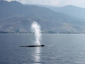 Mengapa Paus Menyemburkan Air ke Udara? Ternyata Ini Alasannya