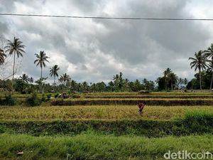 Semeru Sejak Pagi Hingga Siang Luncurkan Guguran Awan Panas 5 Kali