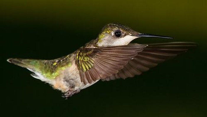 Burung kolibri, salah satu hewan yang menghabiskan hidupnya untuk makan.