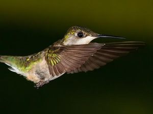 Burung Ini Dapat Menjilat Tengkoraknya Sendiri, Kok Bisa?