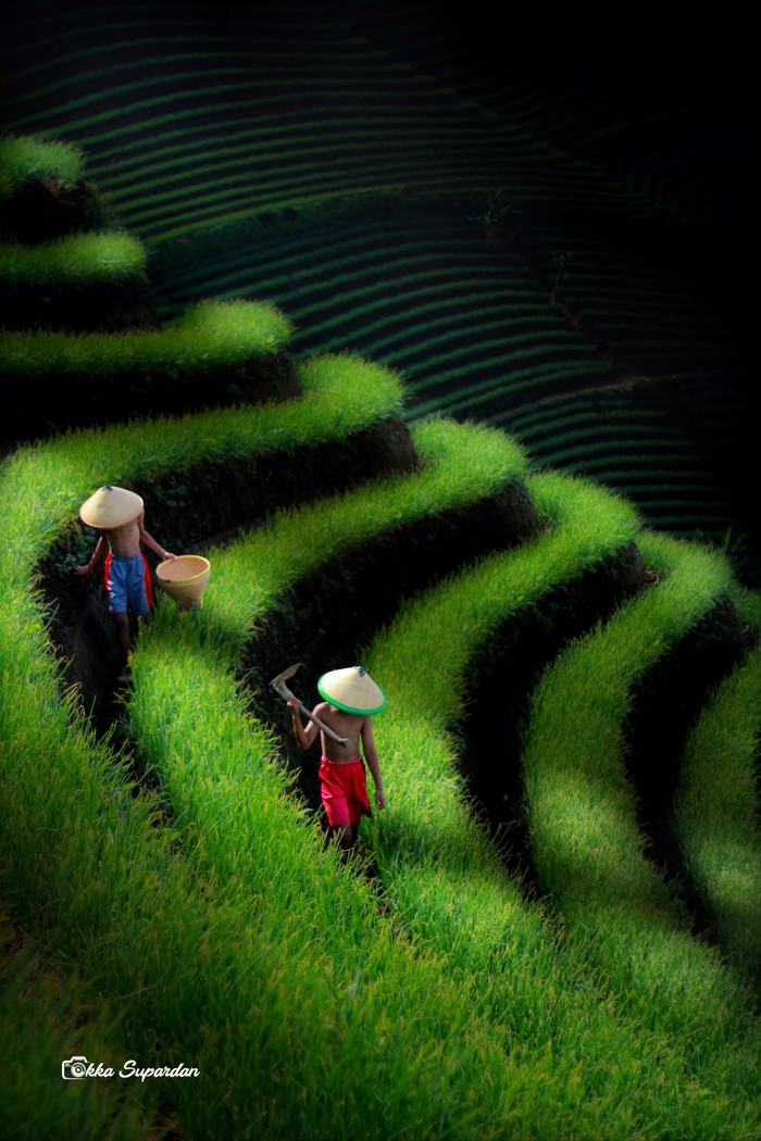 Fotografer di Balik Terasering Panyaweuyan