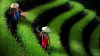 Terasering Panyaweuyan di Majalengka sekarang sudah terkenal dan selalu ramai dikunjungi wisatawan. Namun tahukah traveler, dulu destinasi ini hanya persawahan biasa. Namun berkat jasa seorang fotografer lokal, sawah ini bisa viral. (dok. Okka Supardan/Istimewa)