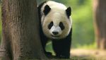 Pesona Chengdu, Kota Paling Bahagia di China