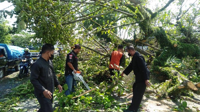 pohon tumbang di banyuwangi