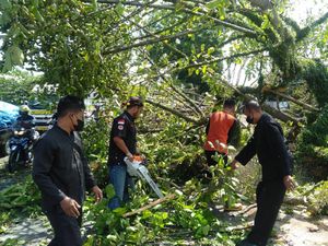 Angin Kencang di Banyuwangi, Puluhan Pohon Tumbang Timpa Mobil-Rumah