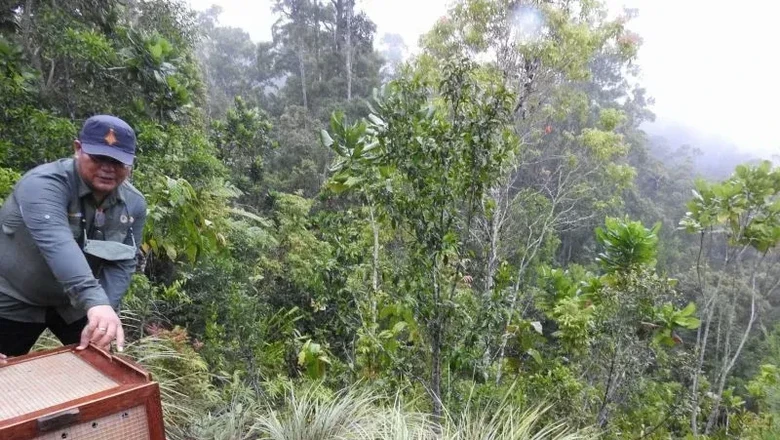 Proses pelepasliaran empat ekor burung endemik Papua di Hutan Nyei Toro, Pasir VI, Distrik Ravenirara, Kabupaten Jayapura, Papua pada Sabtu (18/12/2021). ANTARA/HO-KLHK.