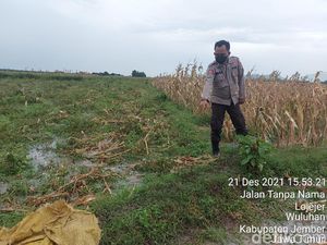 Seorang Ustaz Jember Ditemukan Tewas Diduga Tersambar Petir di Sawah