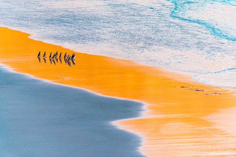 The Nature Photographer of the Year 2021