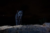 The Nature Photographer of the Year 2021