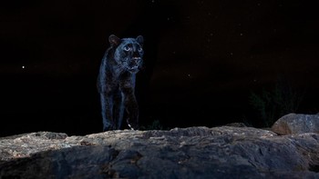 Juara katehori Animals Portaits Camera: Canon 1DIV Lens: 17-40mm F4 EXIF: ISO:1600 – F5.6 – 1/30 Accessories: Camtraptions PIR Motion Sensor, Camtraptions camera housing, Camtraptions flashes x 3 Foto: The Nature Photographer of the Year