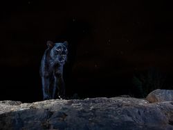 Siap-siap Terkesima, Ini Karya Jawara Kontes Foto Alam 2021