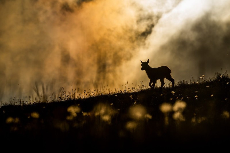 The Nature Photographer of the Year 2021