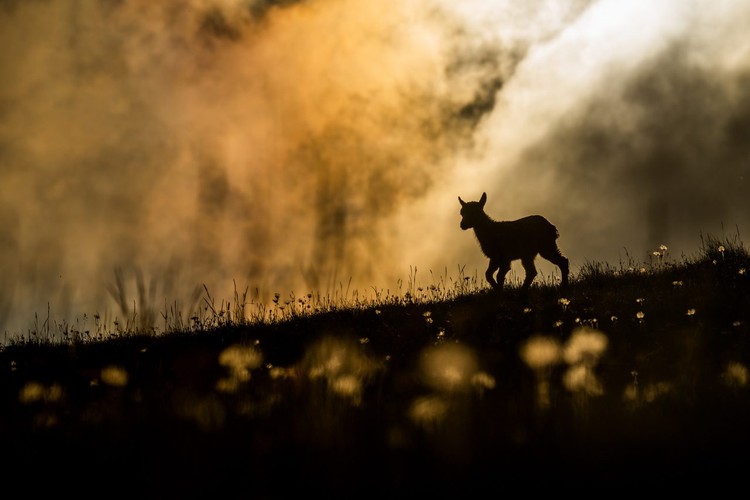 The Nature Photographer of the Year 2021 The Nature Photographer of the Year 2021