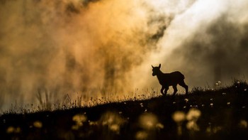 Juara kategori Youth: Levi Fitze Camera: Alpha 7R IV Lens: FE 200–600 mm F5,6–6,3 G OSS EXIF: 1/8000s, f/10 (-3.0 e/v), ISO 100 Accessories: None Foto: The Nature Photographer of the Year