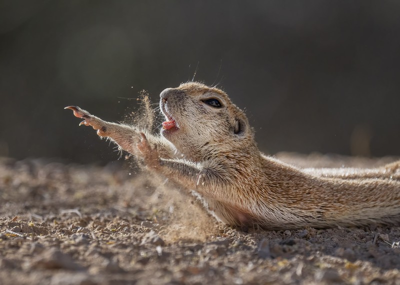 The Nature Photographer of the Year 2021
