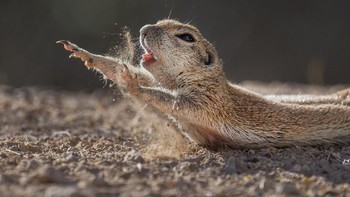 Kategori Fred Hazeljoff Portfolio Award Used camera’s: SONY A1, SONY A9Mii, SONY A7Rm3 Used lenses: SonyGM 100-400, Sony GM200-600mm, 1.4tc, Sony 600mm Accessories: Various for each photo and light conditions Other info: Handheld, Monpod, Tripods, RRS Ballhead, Katana Jr Gimbal, Customized bird blinds, gumption Foto: The Nature Photographer of the Year