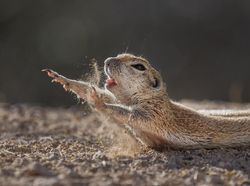 Siap-siap Terkesima, Ini Karya Jawara Kontes Foto Alam 2021