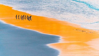 Runner-up kategori Birds: Miquel Angel Artús Illana. Camera: Nikon D-850 Lens: Nikon 200-400 f(4 EXIF: 1/320 sec at f5,0 ISO 400 Accessories: Tripod giotto + head Manfroto Foto: The Nature Photographer of the Year