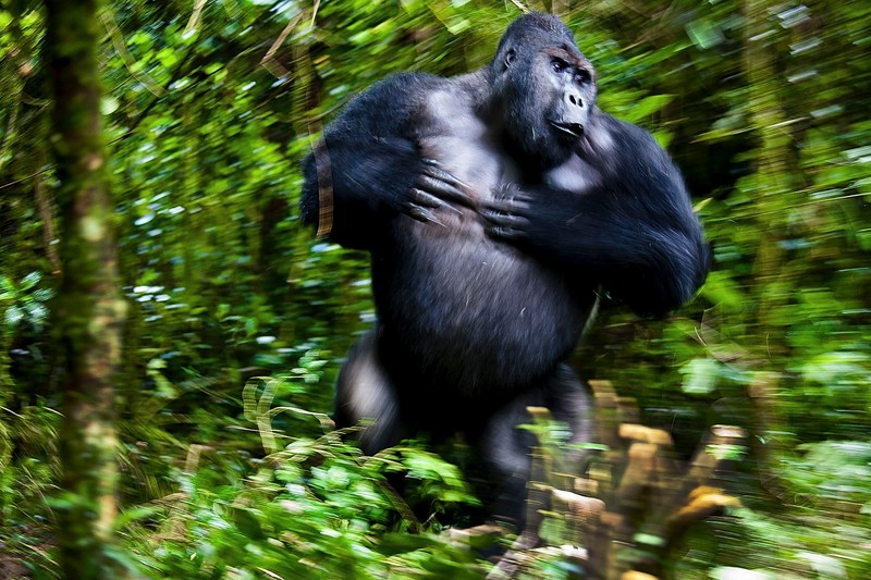 The Nature Photographer of the Year 2021