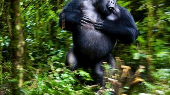 Juara kategori Mammals: Silverbach Chimanuka Camera: Canon Eos 5D Lens: EF 28-300mm f 3,5-5,6 lens EXIF: F 3,5, 1/30 sec, ISO 1250, 28mm Accessories: Free hand Foto: The Nature Photographer of the Year