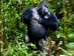 Siap-siap Terkesima, Ini Karya Jawara Kontes Foto Alam 2021