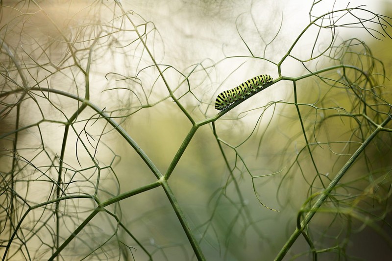 The Nature Photographer of the Year 2021