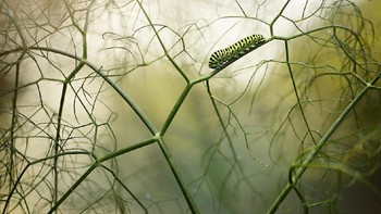 Juara kategori Other Animals: Ruben Perez Novo Camera: Canon 5D Mark III Lens: Sigma 150 macro f/2.8 EXIF: ISO 100, f/2.8, 1/160 seg Accessories: Carbon tripod, wireless shutter, led panel Foto: The Nature Photographer of the Year
