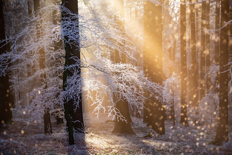 The Nature Photographer of the Year 2021