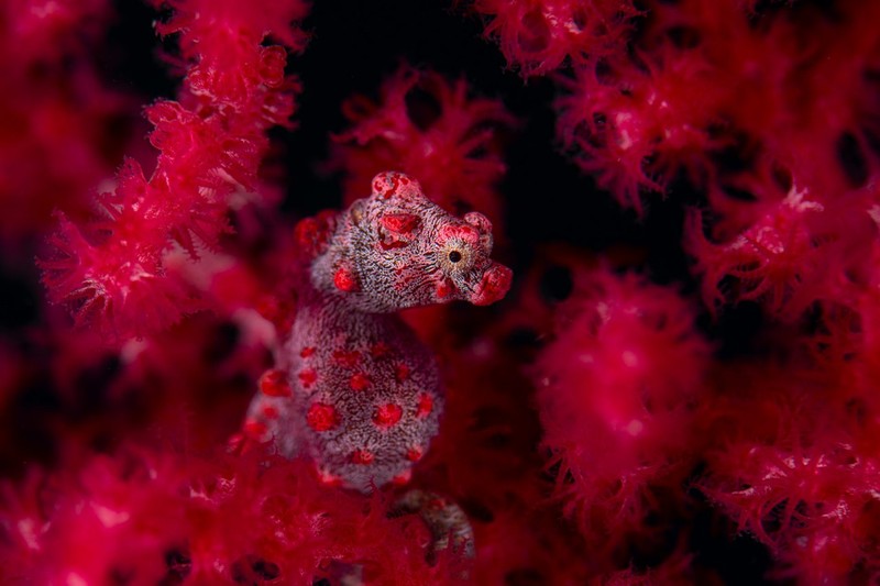 The Nature Photographer of the Year 2021