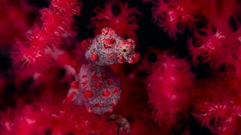 Juara kategori Underwater: Georg Nies Camera: Nikon D850 Lens: Nikon Micro Nikkor AF-S 105mm 2,8G VR EXIF: 1/250sec at f14 * ISO 100 Accessories: SEACAM underwater housin, 2x SEACAM Seaflash 150D, 2x SEACAM Achromat Foto: The Nature Photographer of the Year