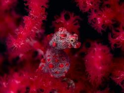 Siap-siap Terkesima, Ini Karya Jawara Kontes Foto Alam 2021