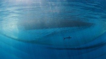 Juara kategori Human and Nature: Javier Murciar Camera: Nikon D810 Lens: 10,5mm f2,8 lens EXIF: 1/160 sec at f9 • ISO 320 Accessories: Isotta underwater housing, 2x Inon Z-330 strobes Foto: The Nature Photographer of the Year