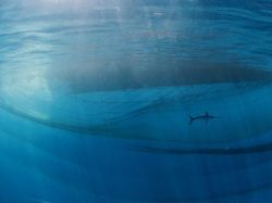 Siap-siap Terkesima, Ini Karya Jawara Kontes Foto Alam 2021