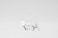 The Nature Photographer of the Year 2021