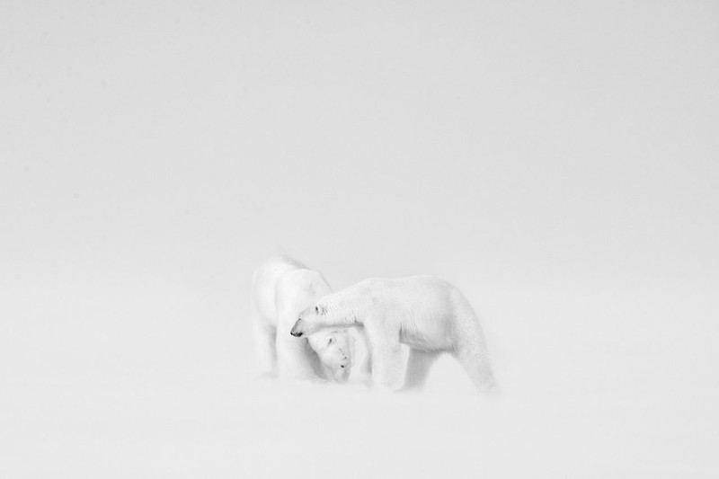 The Nature Photographer of the Year 2021